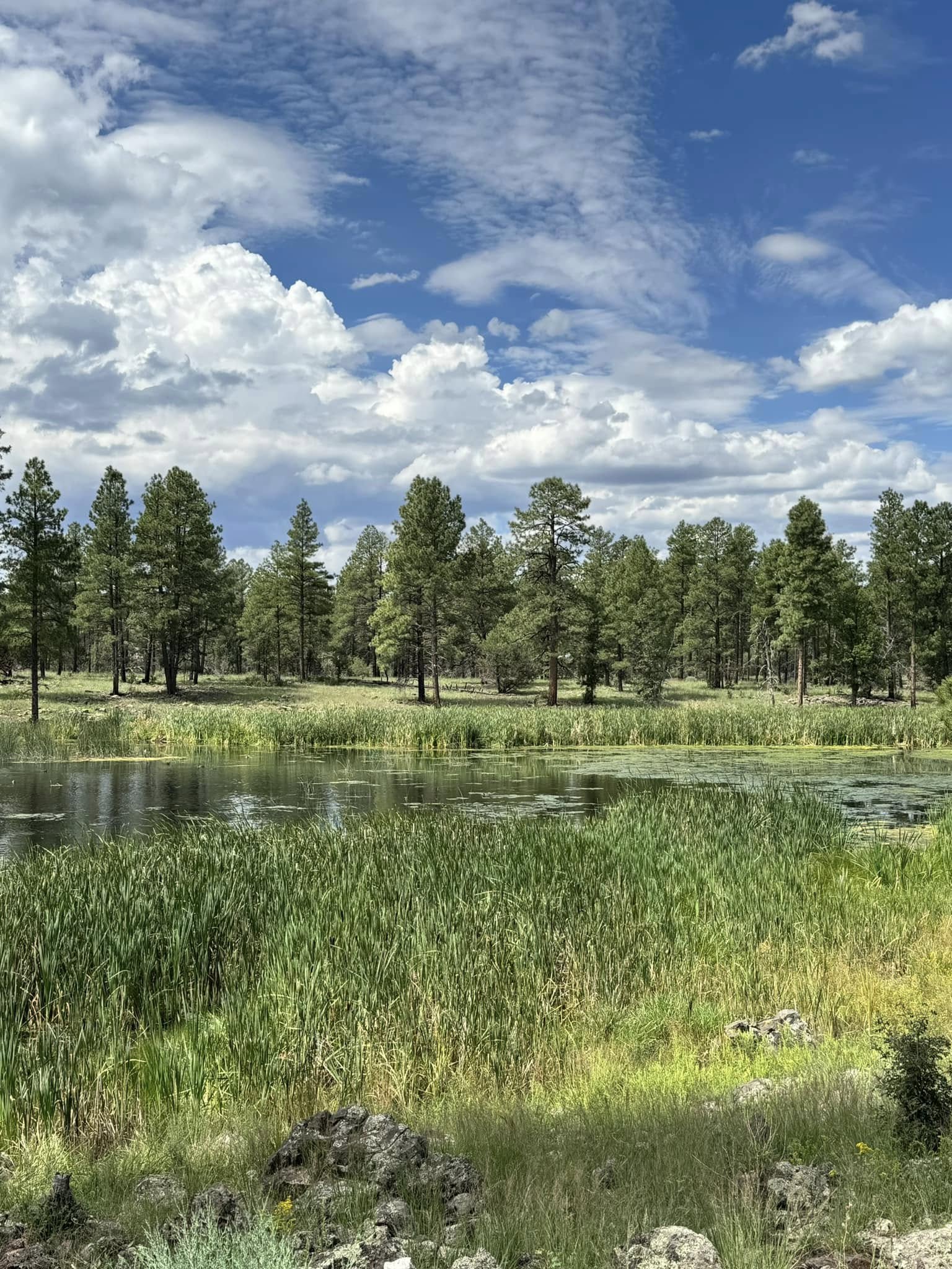Dirt trail through pine forest